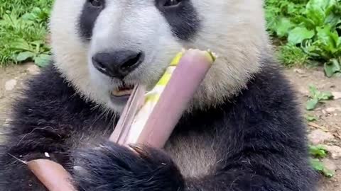 Giant pandas eat bamboo shoots very fragrant