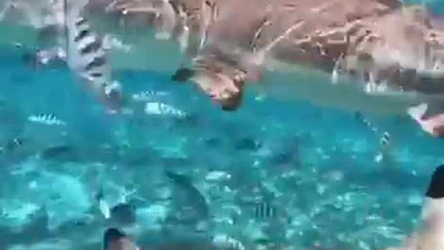 Tiger shark