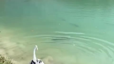 How cheering is to see this dog playing in a lake