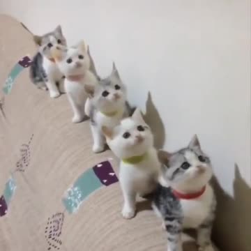 five dancing cat
