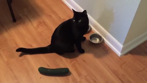 hilarious cat scared of cucumber