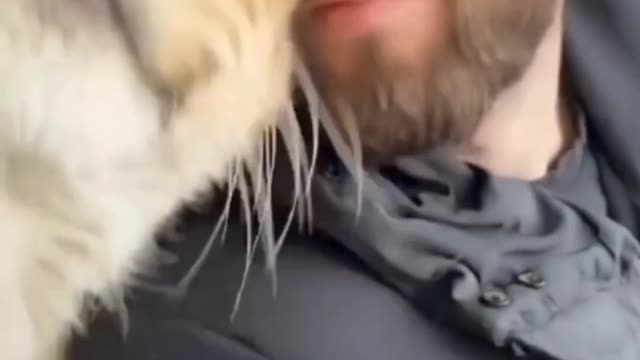 Cat Enjoying A Nice Head Massage