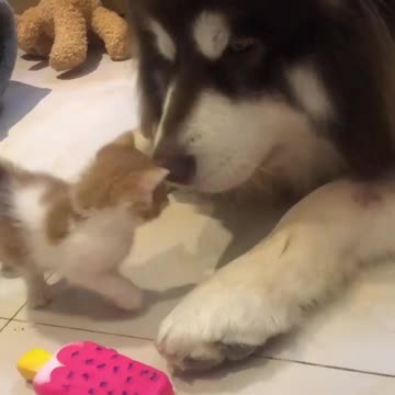 Alaska dog and kitty