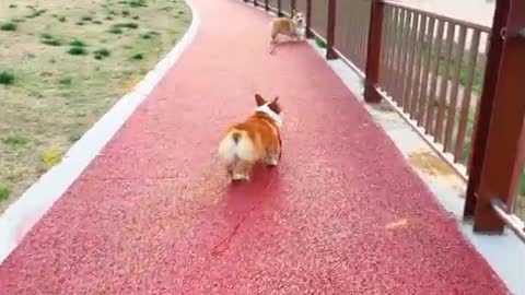 two dogs walking