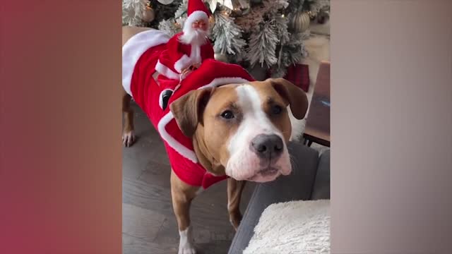 Funniest Animals Cats and Dogs Pranks 2022 #2