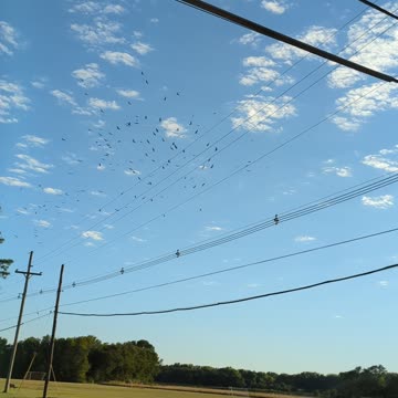 Turkey vultures over the park