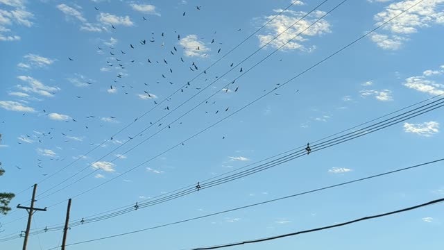 Turkey vultures over the park