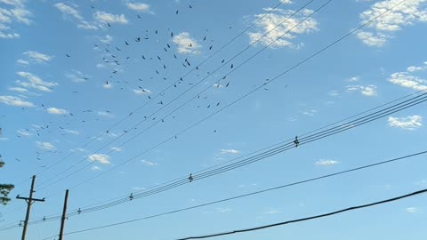 Turkey vultures over the park