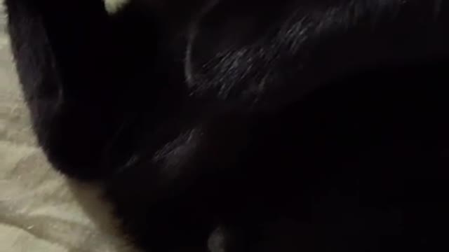 Cat in Ukraine #4
