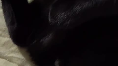 Cat in Ukraine #4