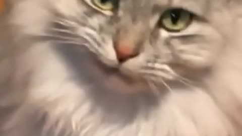 Funny cet video 😂
