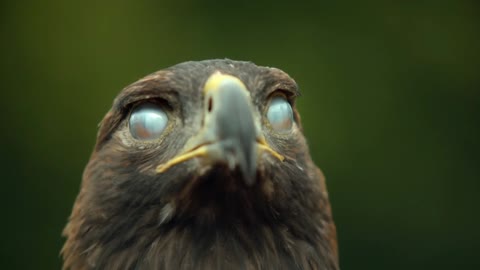 Eagle Eye!!!!!!!!!!!!!