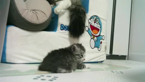 Doraemon and the Baby Cat's Daily Life