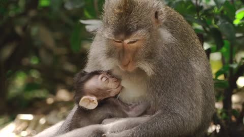 mother monkey loves his son????