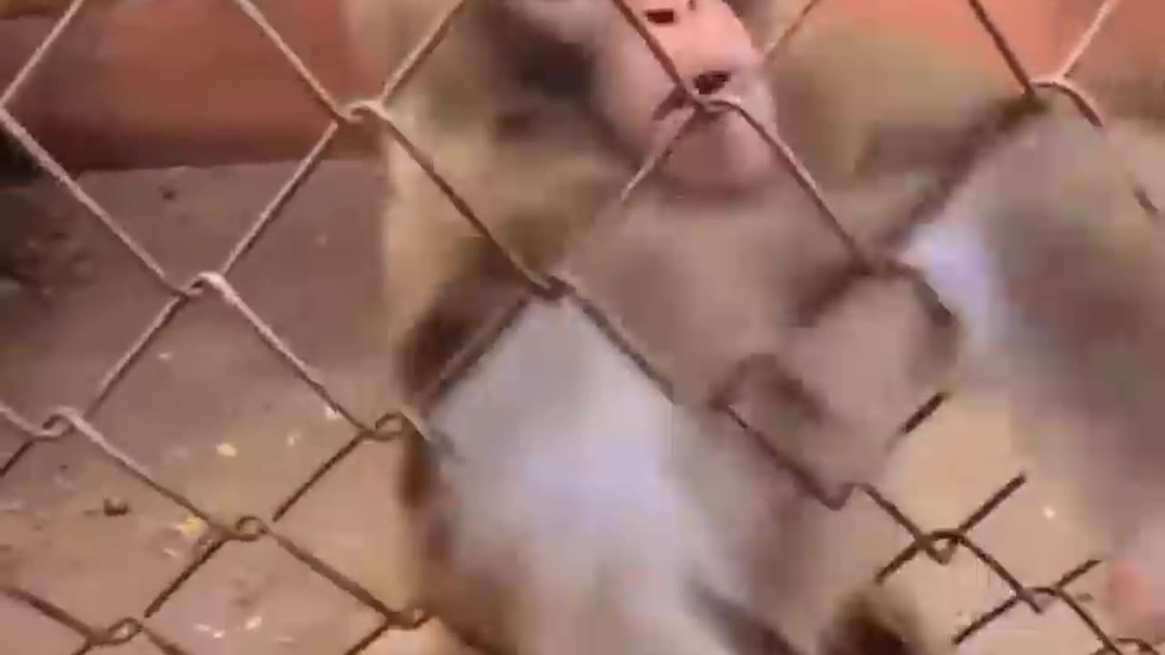 funny and cute animals compilation/😂😂😂😂😂😂😂
