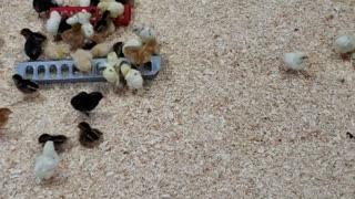 Organic 2 Day old Chicks