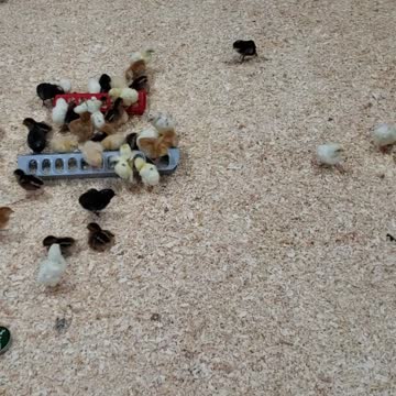 Organic 2 Day old Chicks