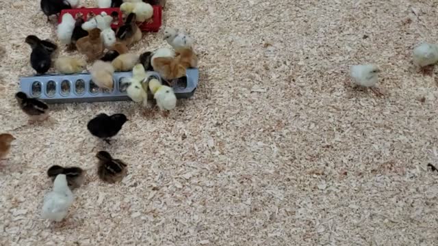 Organic 2 Day old Chicks