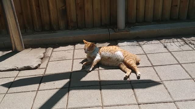 Korean cat enjoying sunbathing outside