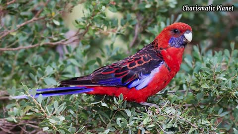 Cutest Birds Sounds make your heart light