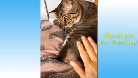 Funny & Cute Pets / Animals Compilation March 2021