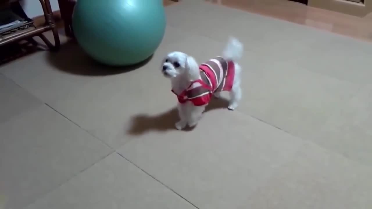 Cute dog barks and keeps backing up