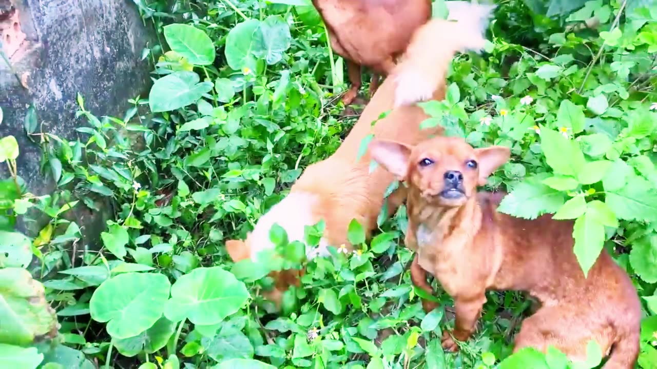 Heartwarming Connections: Cute Baby Dogs Steal the Show