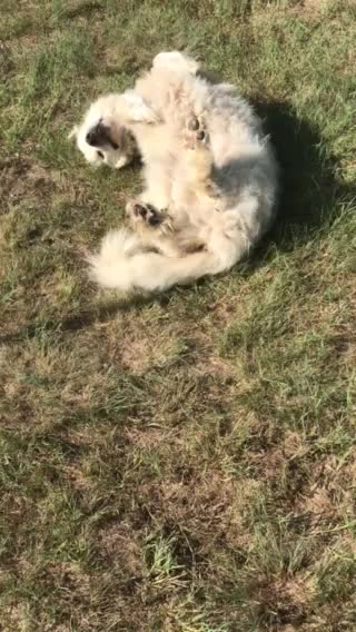 A Wulfie kind of morning.