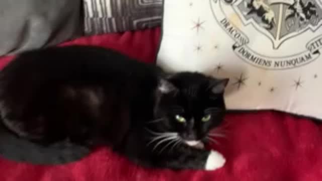 MJCS 56) Midget Cat x Bonnie is Fully Grown lol