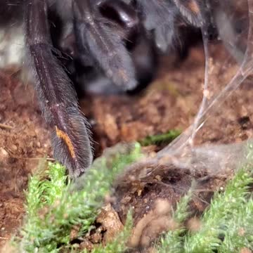 Suntigers big ass fangs