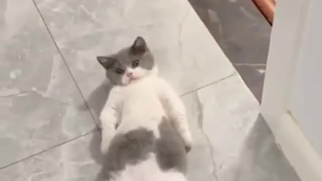 Super lazy cat | Cute Cats | Cutest Cats ｜Melting heart