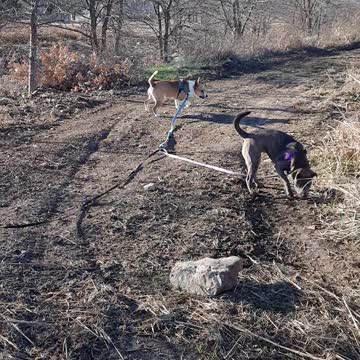 A NEW Trail Tucker And Claire Bear