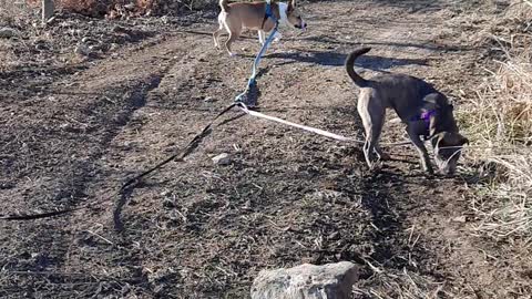 A NEW Trail Tucker And Claire Bear