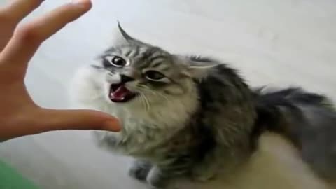 cute funny cats