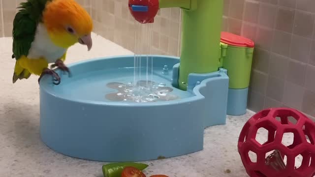 The most beautiful, brightest and smartest parrot in the world