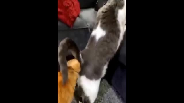 Cats funny video /// cats new video