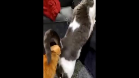 Cats funny video /// cats new video