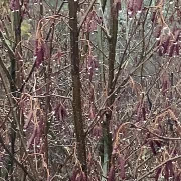 Watch the droplets and become clam... I mean calm.