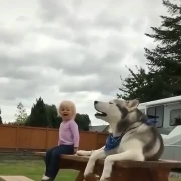 Husky little girl duet 🤣😂🤣