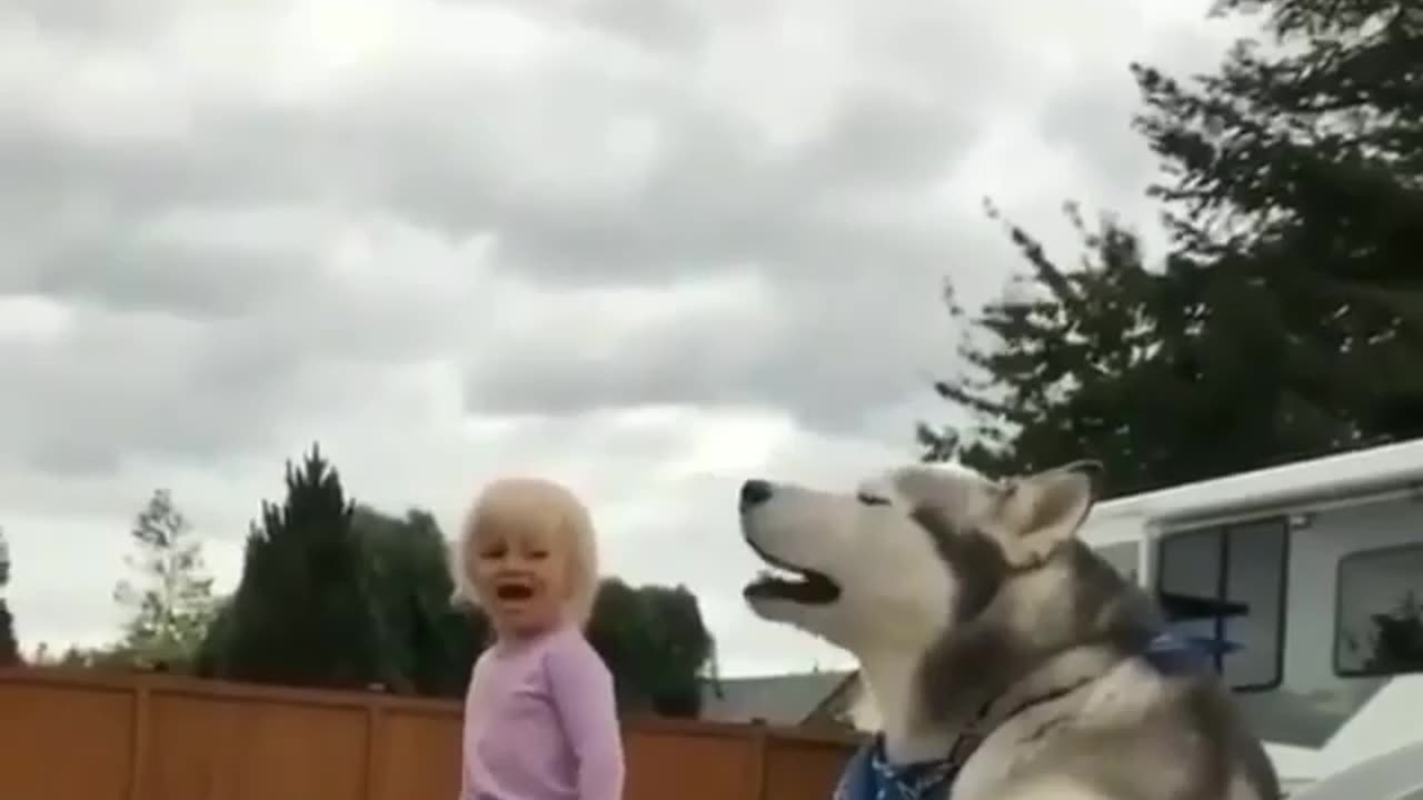 Husky little girl duet 🤣😂🤣