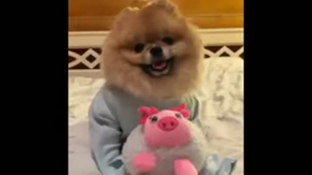 Funny dog compilation 🤣Funny Dog Videos 2022🤣 🐶 try not to LAUGH - Dogs iland