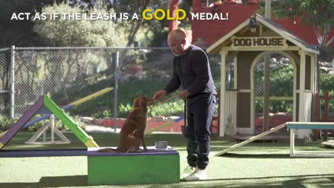 TEACH YOUR DOG ANYTHING With Cesar Millan