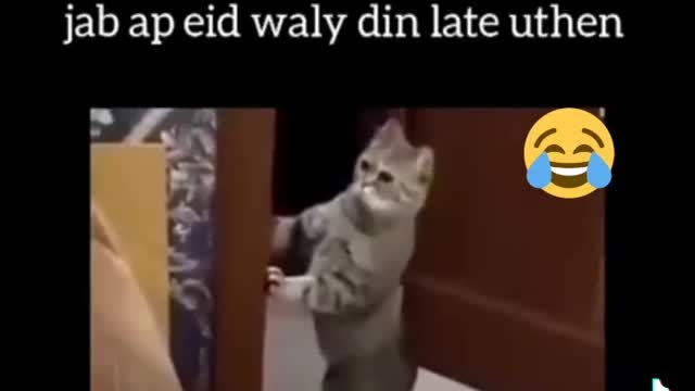 Cat funny moment 🤣🤣🤣🤣