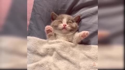 Baby cat video