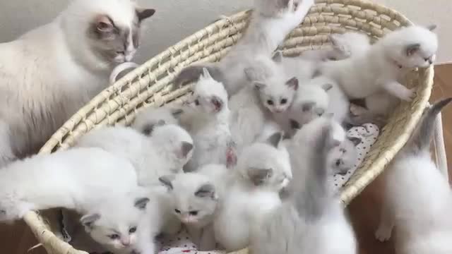 Watching This Kitty Cuddle Puddle Will Make You Go “Awwww”