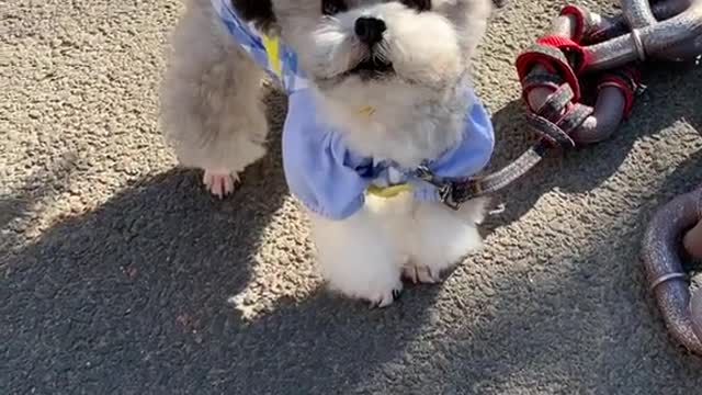 Am I cute? Can you give me a little love? 069