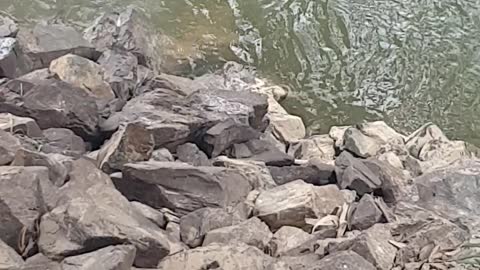 Determined Koala Bear Crosses River