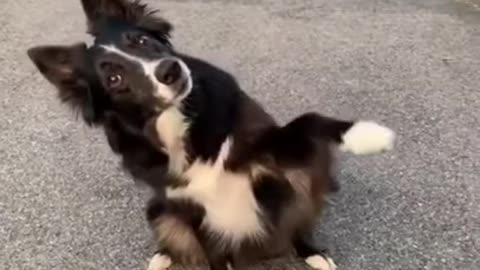 CUTE DOG VIDEOS 💙🐶 - FUNNY DOG VIDEOS 😂🐶 - AMAZING DOGS #shorts