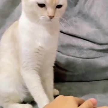 The white cat is invited to play