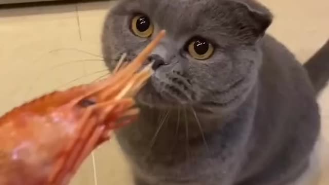 This cat shows what it does not like 😋😀/ Really funny video